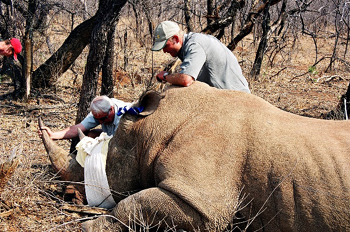 Daktari Safari in Südafrika: Betäubtes Nashorn im Nationalpark